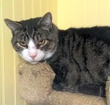 Photo of Barn/Shop Cats