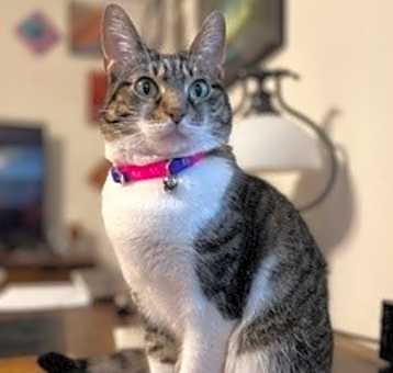 Photo of Mika