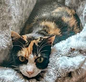 Photo of Cleopatra