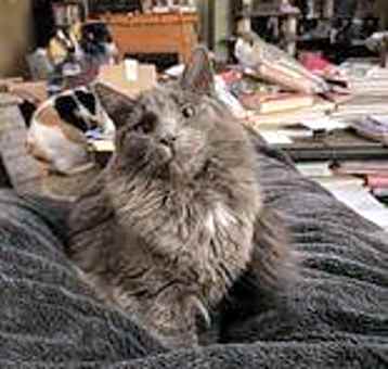 Photo of Thumper