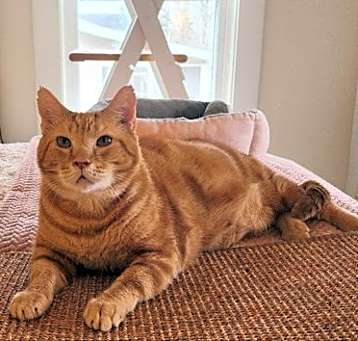 Photo of Bob  FIV+ & Special needs
Sponsored Adoption Fee!