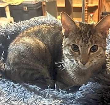 Photo of Nitara