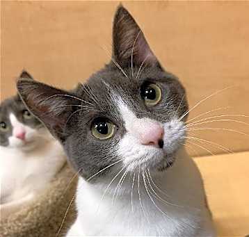 Photo of Suki