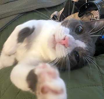 Photo of Neville