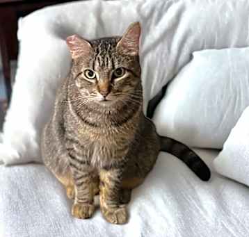 Photo of Dusty FIV + INDOOR ONLY