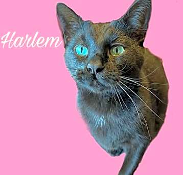 Photo of Harlem