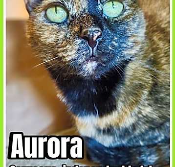 Photo of Aurora, Willow Grove Area (FCID 11/08/2023-132)
