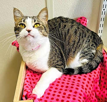 Photo of Cupcake