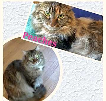 Photo of Peaches (Courtesy Posting)