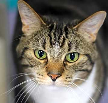 Photo of Ralph (sponsored)