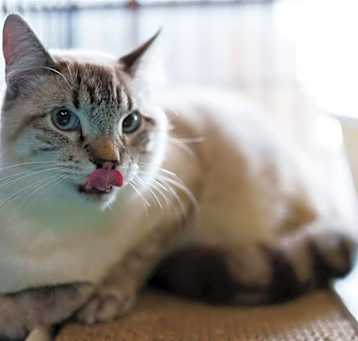 Photo of Freckles