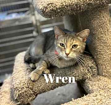 Photo of Wren