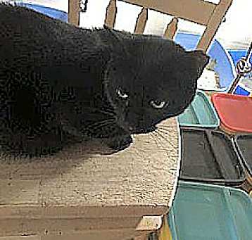 Photo of BUDDY  cl