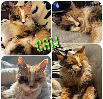 Photo of Cali