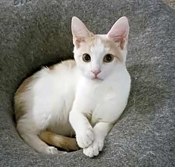 Photo of Mocha