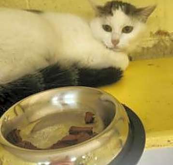 Photo of Spot