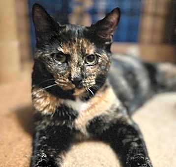 Photo of Reeses