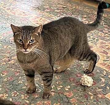 Photo of Sam (Sweet Tabby)