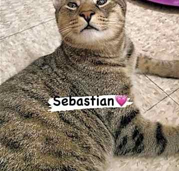 Photo of Sebastian