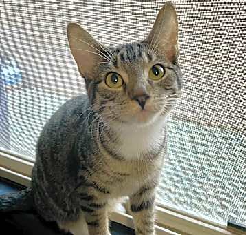 Photo of Nugget