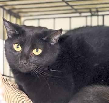 Photo of Remy