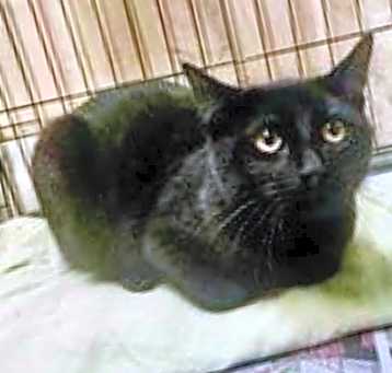 Photo of Petunia