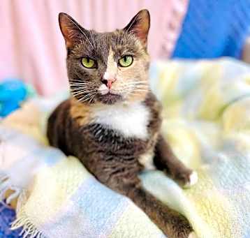 Photo of Cannoli