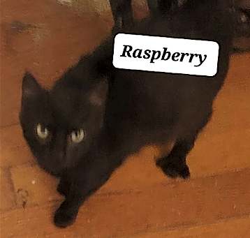 Photo of Raspberry