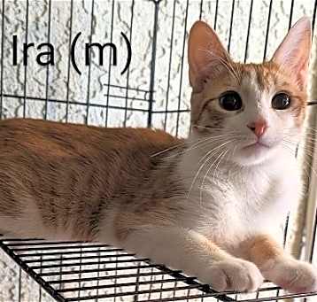 Photo of Ira