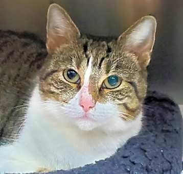 Photo of Clover