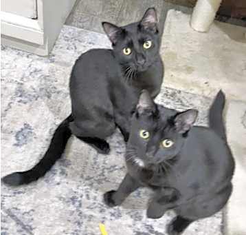 Photo of Felix & Milo