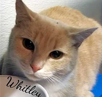 Photo of Whitley