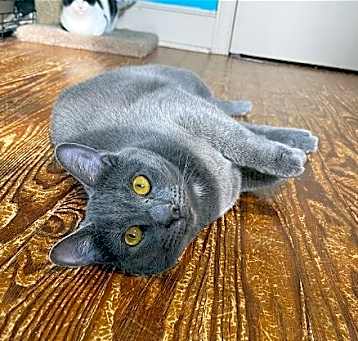 Photo of Otis