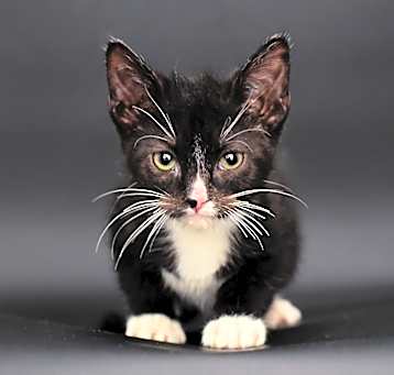 Photo of Castor