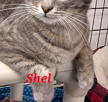 Photo of Shel Silverstone
