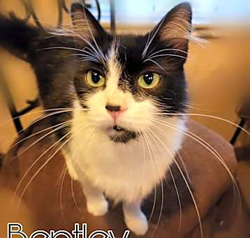Photo of Bentley
