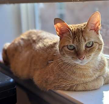 Photo of Tangie
