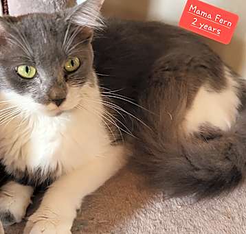 Photo of Fern