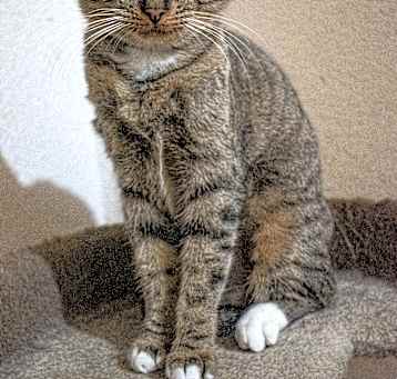 Photo of Annie
