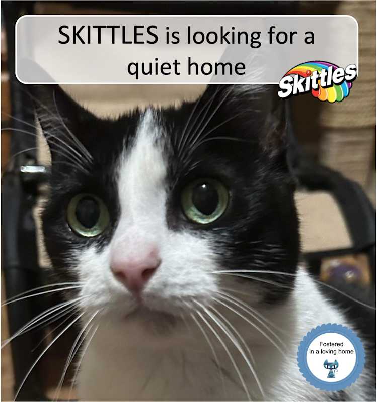 Photo of Skittles #image