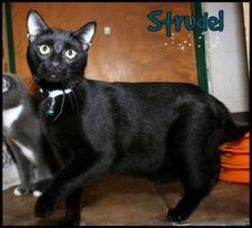 Photo of Strudel #image