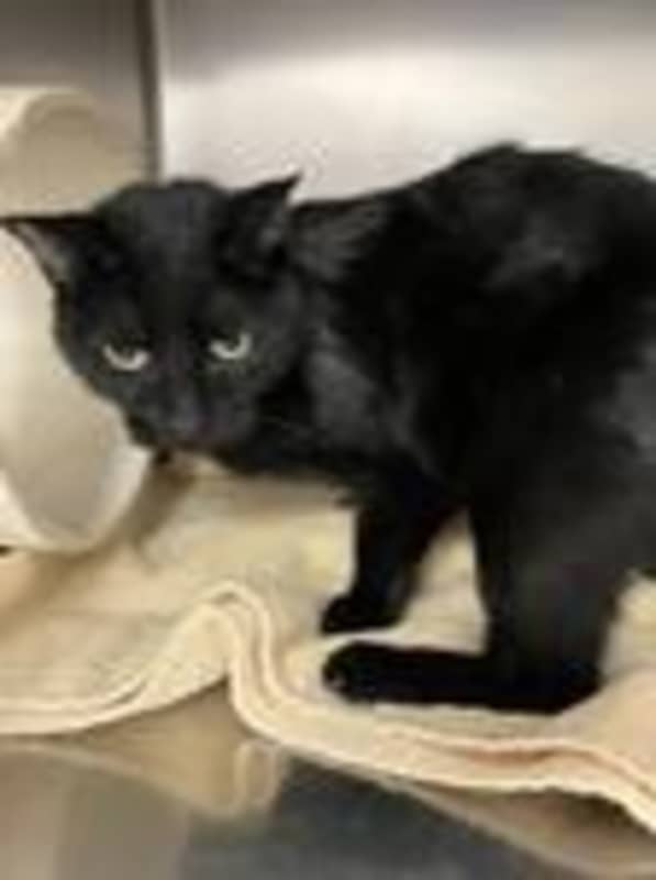 Photo of Kylo #image