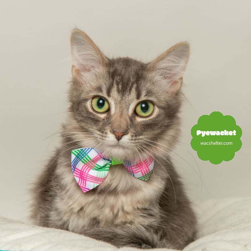 Photo of PYEWACKET (Quiet & Dignified) #image