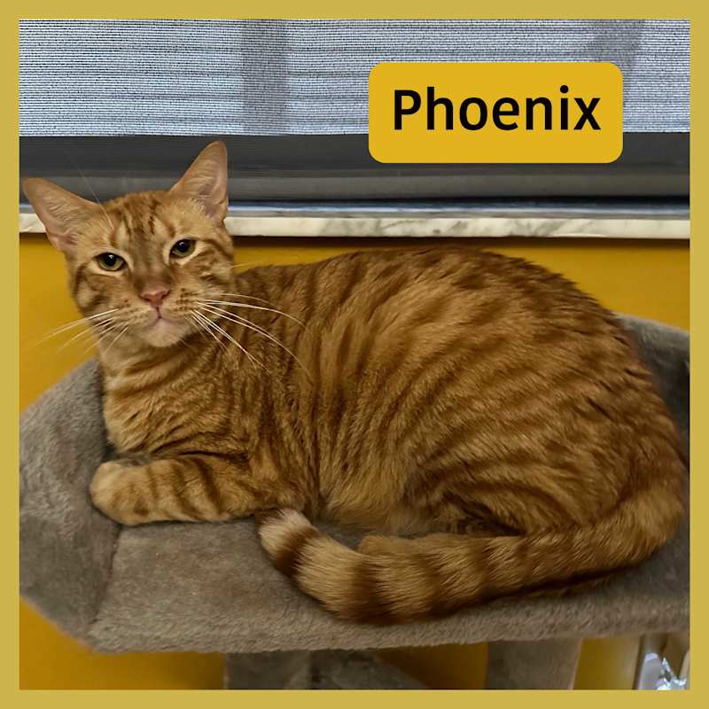 Photo of Phoenix #image