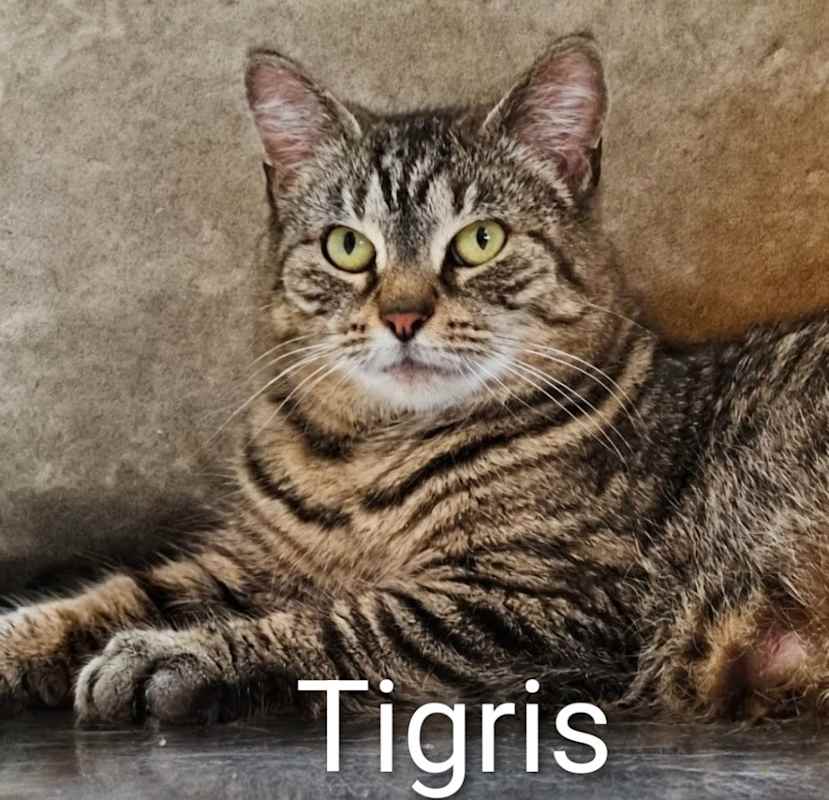 Photo of Tigris #image