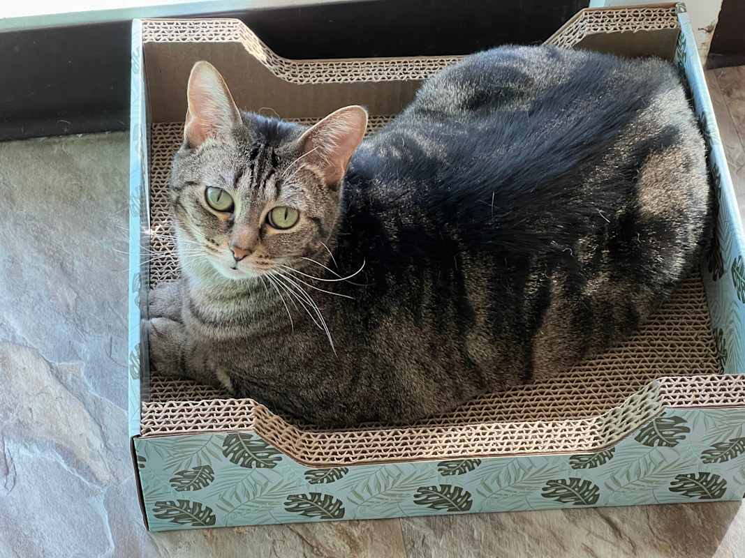 Photo of Nala #image