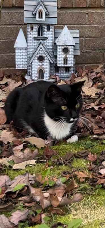 Photo of GOMEZ - ka #image