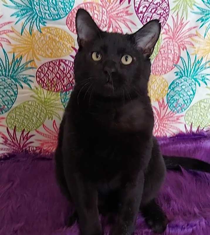 Photo of Moose #image