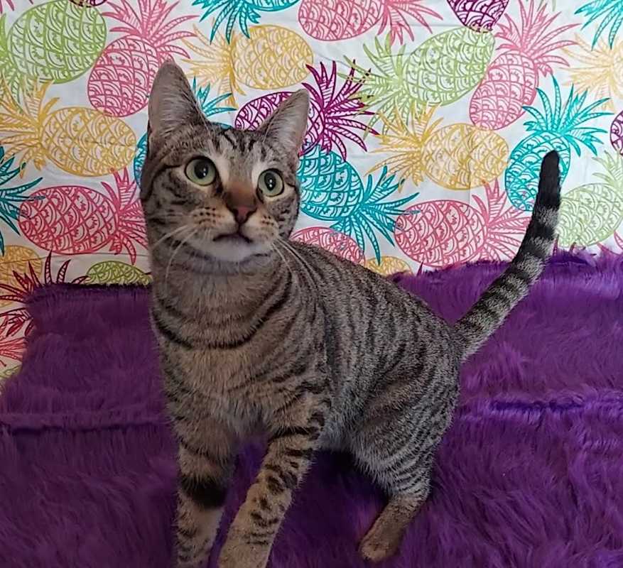 Photo of HoneyBun #image