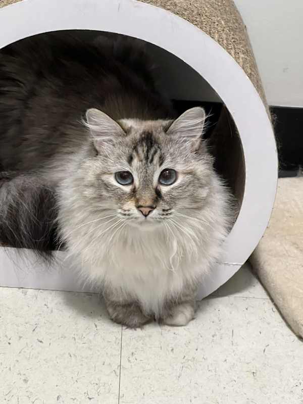 Photo of Cora #image